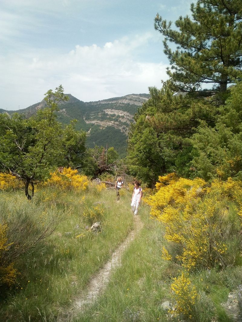 Ranod-en-Conscience-Sophro-dans-les-genêts